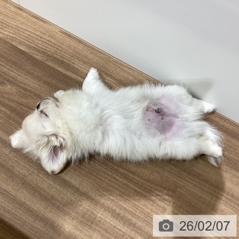 ペキニーズの写真