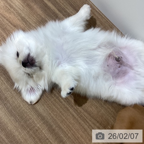 ペキニーズの写真