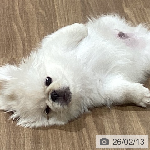 ペキニーズの写真