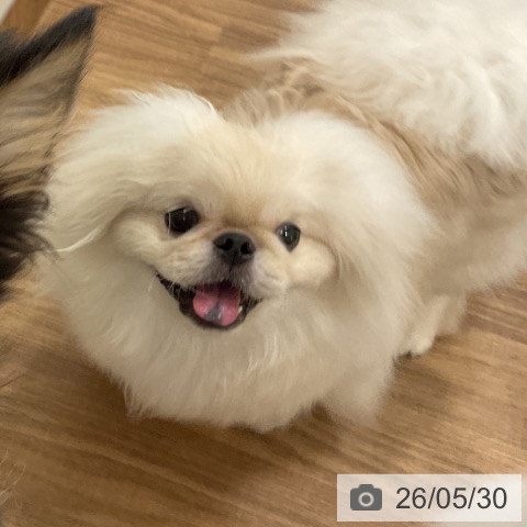 ペキニーズの写真
