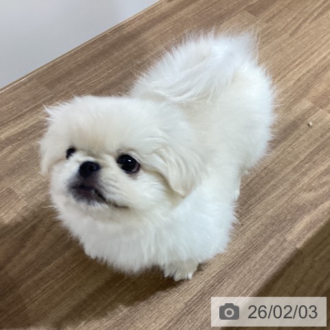 ペキニーズの写真
