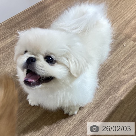 ペキニーズの写真