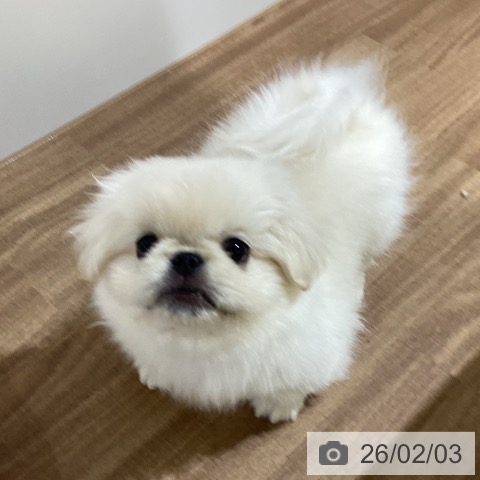 ペキニーズの写真