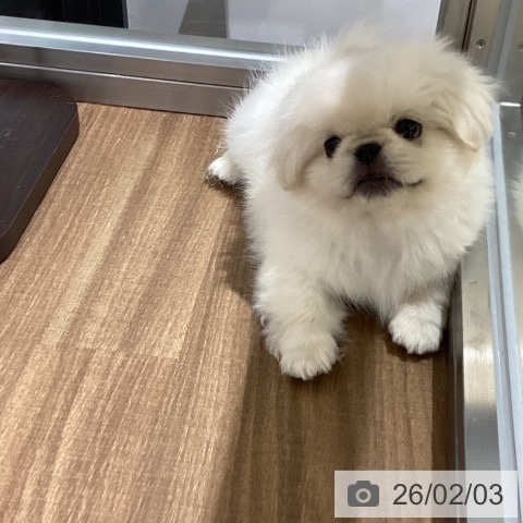 ペキニーズの写真