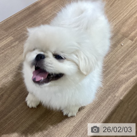 ペキニーズの写真