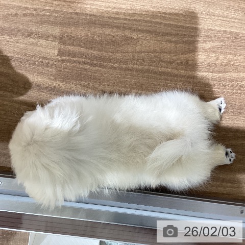 ペキニーズの写真