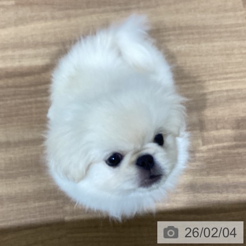 鳥取県のペキニーズ (ペッツワン 日吉津店/2025年11月26日生まれ/男の子/クリーム)の子犬の3枚目の画像