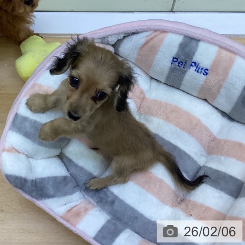 香川県のミニチュアダックスフンド(ロング) (ペットプラス 綾川店/2025年11月29日生まれ/男の子/シェーデットイエロー)の子犬の4枚目の画像