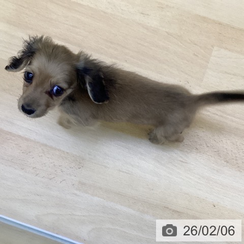 香川県のミニチュアダックスフンド(ロング) (ペットプラス 綾川店/2025年11月29日生まれ/男の子/シェーデットイエロー)の子犬の3枚目の画像