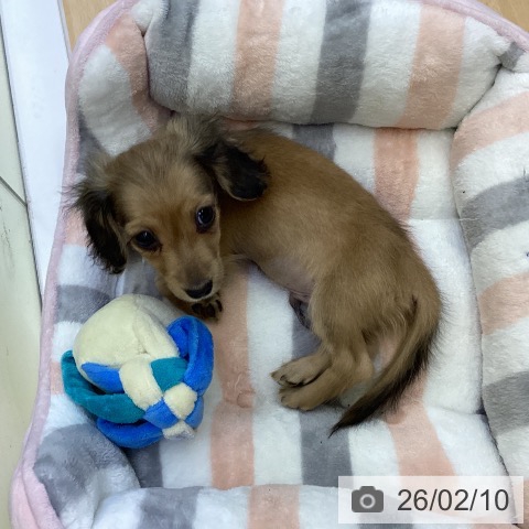 香川県のミニチュアダックスフンド(ロング) (ペットプラス 綾川店/2025年11月29日生まれ/男の子/シェーデットイエロー)の子犬の4枚目の画像