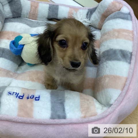 香川県のミニチュアダックスフンド(ロング) (ペットプラス 綾川店/2025年11月29日生まれ/男の子/シェーデットイエロー)の子犬の3枚目の画像