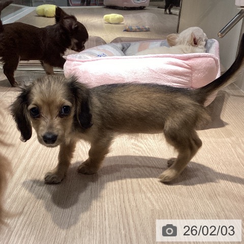 岡山県のミニチュアダックスフンド(ロング) (ペットプラス 岡山店/2025年11月29日生まれ/女の子/シェーデットイエロー)の子犬の4枚目の画像