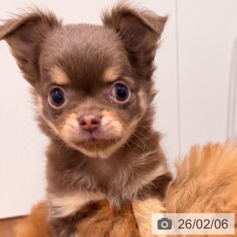 岡山県のチワワ(ロング) (ペッツワン 岡山南店/2025年12月3日生まれ/男の子/チョコレートクリーム)の子犬の4枚目の画像