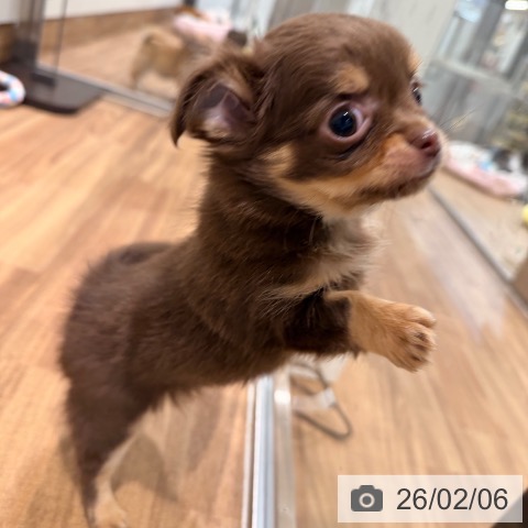 岡山県のチワワ(ロング) (ペッツワン 岡山南店/2025年12月3日生まれ/男の子/チョコレートクリーム)の子犬の3枚目の画像