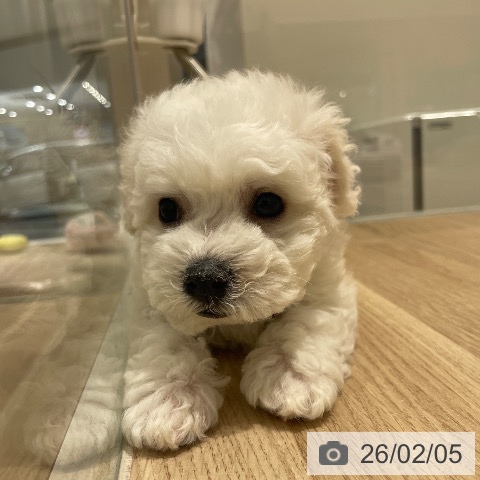 長野県のビションフリーゼ (ペットプラス 須坂店/2025年12月1日生まれ/男の子/ホワイト)の子犬の4枚目の画像