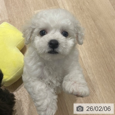 長野県のビションフリーゼ (ペットプラス 須坂店/2025年12月1日生まれ/男の子/ホワイト)の子犬の3枚目の画像