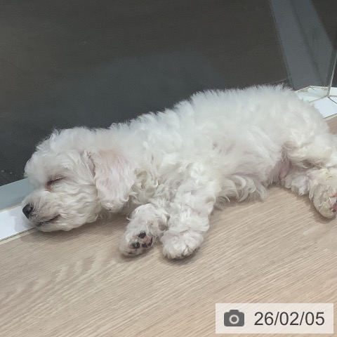 岡山県のビションフリーゼ (ペットプラス 岡山店/2025年12月1日生まれ/男の子/ホワイト)の子犬の4枚目の画像