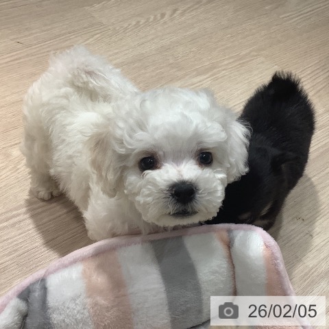 岡山県のビションフリーゼ (ペットプラス 岡山店/2025年12月1日生まれ/男の子/ホワイト)の子犬の3枚目の画像