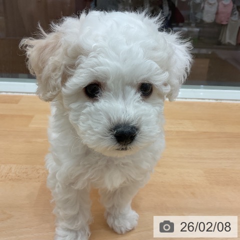 千葉県のビションフリーゼ (ペットプラス 成田店/2025年12月1日生まれ/男の子/ホワイト)の子犬の4枚目の画像