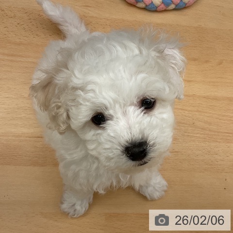 千葉県のビションフリーゼ (ペットプラス 成田店/2025年12月1日生まれ/男の子/ホワイト)の子犬の3枚目の画像