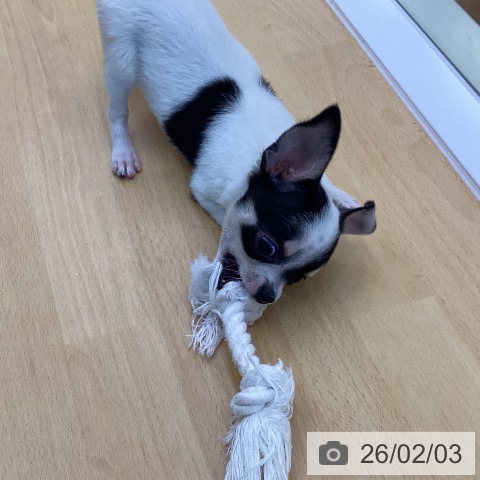 香川県のチワワ(ロング) (ペットプラス 綾川店/2025年11月18日生まれ/女の子/ホワイトブラッククリーム)の子犬の4枚目の画像