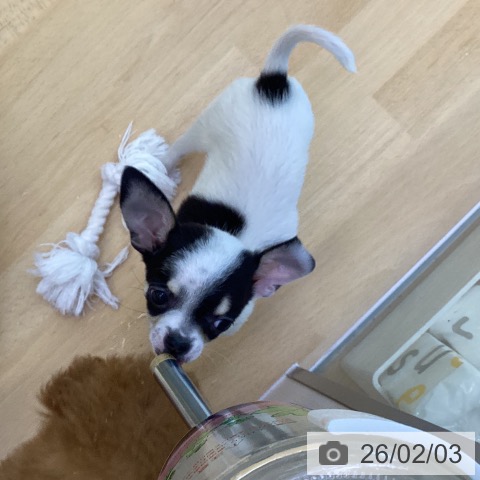 香川県のチワワ(ロング) (ペットプラス 綾川店/2025年11月18日生まれ/女の子/ホワイトブラッククリーム)の子犬の3枚目の画像