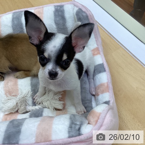 香川県のチワワ(ロング) (ペットプラス 綾川店/2025年11月18日生まれ/女の子/ホワイトブラッククリーム)の子犬の4枚目の画像