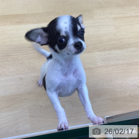 香川県のチワワ(ロング) (ペットプラス 綾川店/2025年11月18日生まれ/女の子/ホワイトブラッククリーム)の子犬の4枚目の画像