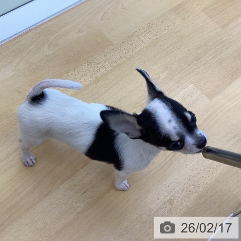 香川県のチワワ(ロング) (ペットプラス 綾川店/2025年11月18日生まれ/女の子/ホワイトブラッククリーム)の子犬の3枚目の画像