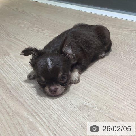 岡山県のチワワ(ロング) (ペットプラス 岡山店/2025年12月1日生まれ/男の子/チョコレートクリームホワイト)の子犬の3枚目の画像