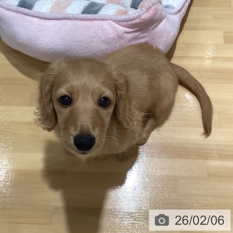 ミニチュア・ダックスフンドの写真