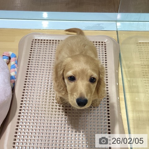 神奈川県のミニチュアダックスフンド(ロング) (ペットプラス ビアレ横浜店/2025年12月3日生まれ/男の子/クリアレッド)の子犬の4枚目の画像