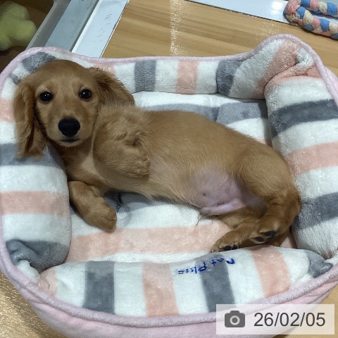 神奈川県のミニチュアダックスフンド(ロング) (ペットプラス ビアレ横浜店/2025年12月3日生まれ/男の子/クリアレッド)の子犬の3枚目の画像