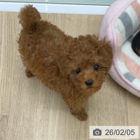 福島県のトイプードル(トイ) (ペットプラス 福島店/2025年12月1日生まれ/女の子/レッド)の子犬の4枚目の画像