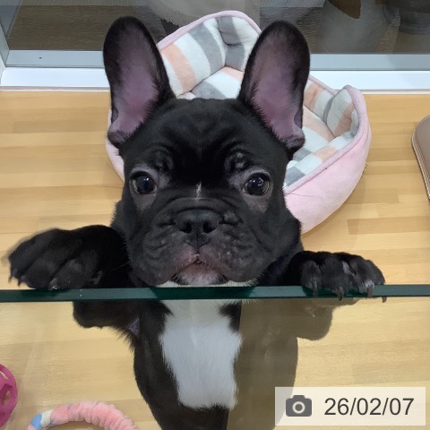 長野県のフレンチブルドッグ (ペットプラス 松本店/2025年12月4日生まれ/男の子/ブリンドル)の子犬の4枚目の画像