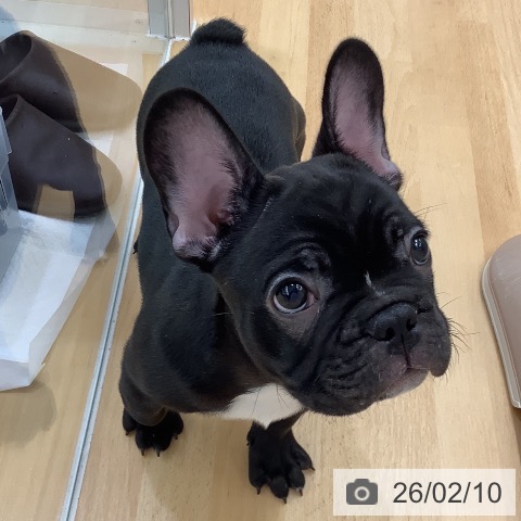 長野県のフレンチブルドッグ (ペットプラス 松本店/2025年12月4日生まれ/男の子/ブリンドル)の子犬の3枚目の画像