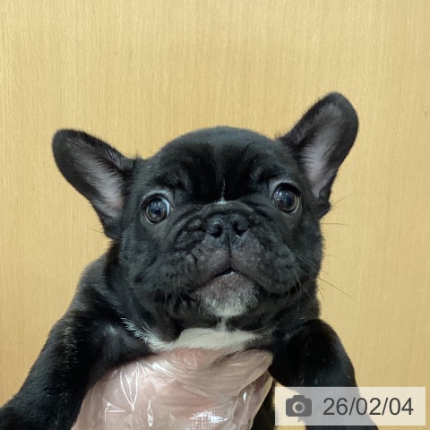 フレンチ・ブルドッグの写真