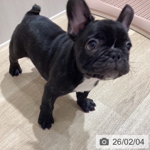 フレンチ・ブルドッグの写真