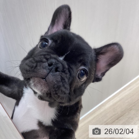 フレンチ・ブルドッグの写真