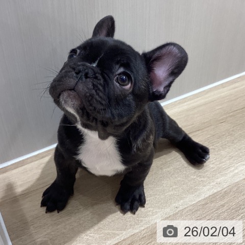 フレンチ・ブルドッグの写真