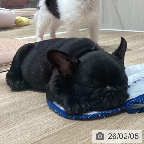 埼玉県のフレンチブルドッグ (ペットプラス ピオニウォーク東松山店/2025年12月4日生まれ/女の子/ブリンドル)の子犬の4枚目の画像