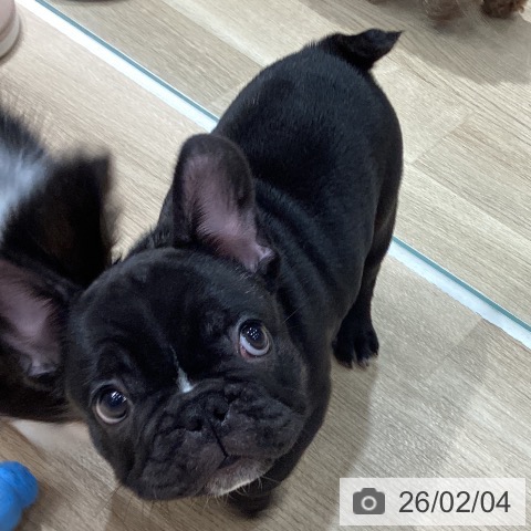 フレンチ・ブルドッグの写真