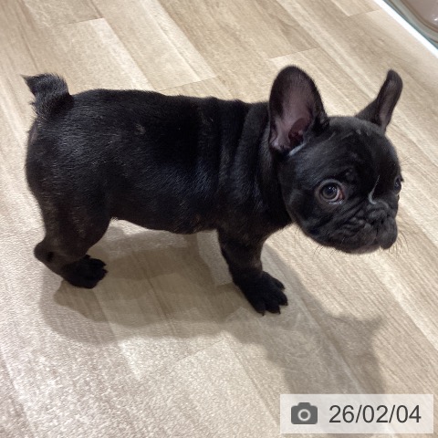 フレンチ・ブルドッグの写真
