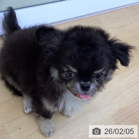 香川県のチワワ(ロング) (ペットプラス 綾川店/2025年12月3日生まれ/男の子/ブラッククリーム)の子犬の4枚目の画像