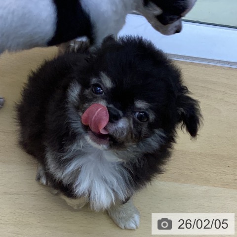 香川県のチワワ(ロング) (ペットプラス 綾川店/2025年12月3日生まれ/男の子/ブラッククリーム)の子犬の3枚目の画像