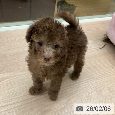 千葉県のトイプードル(トイ) (ペットプラス 幕張新都心店/2025年12月5日生まれ/男の子/カフェオレ)の子犬の3枚目の画像