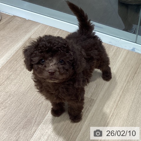 茨城県のトイプードル(トイ) (ペットプラス つくば店/2025年12月5日生まれ/男の子/ブラウン)の子犬の4枚目の画像