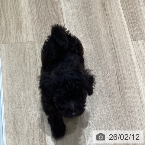 宮城県のトイプードル(トイ) (ペットプラス 仙台泉大沢店/2025年12月5日生まれ/男の子/ブリンドル)の子犬の4枚目の画像