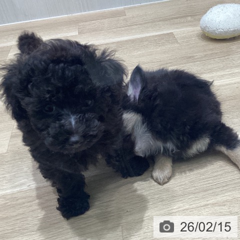 宮城県のトイプードル(トイ) (ペットプラス 仙台泉大沢店/2025年12月5日生まれ/男の子/ブリンドル)の子犬の4枚目の画像