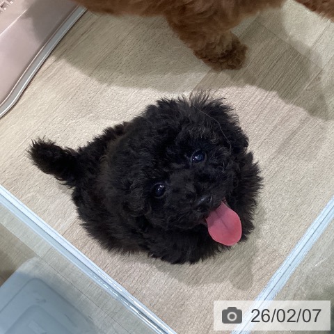 宮城県のトイプードル(トイ) (ペットプラス 仙台泉大沢店/2025年12月5日生まれ/男の子/ブリンドル)の子犬の3枚目の画像